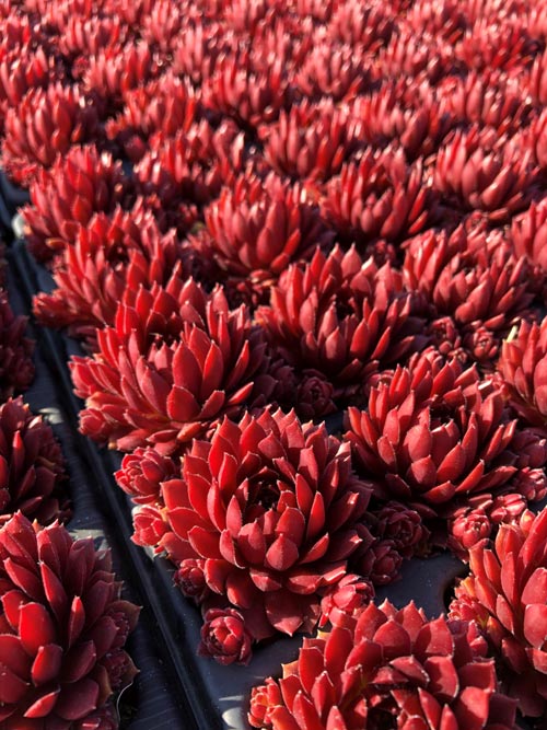 Sempervivum Coral Red belsemred1
