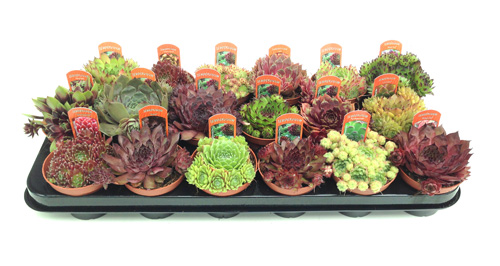 sempervivum