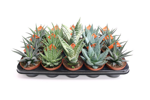 Aloe