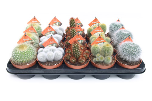 cactus bol