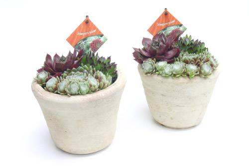 sempervivum