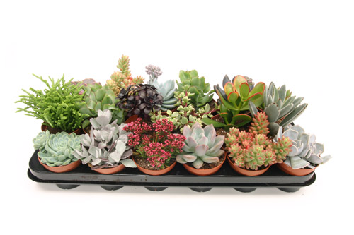 Succulent
